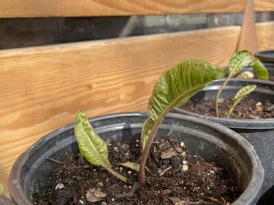 Started Horseradish Roots 1 Gallon