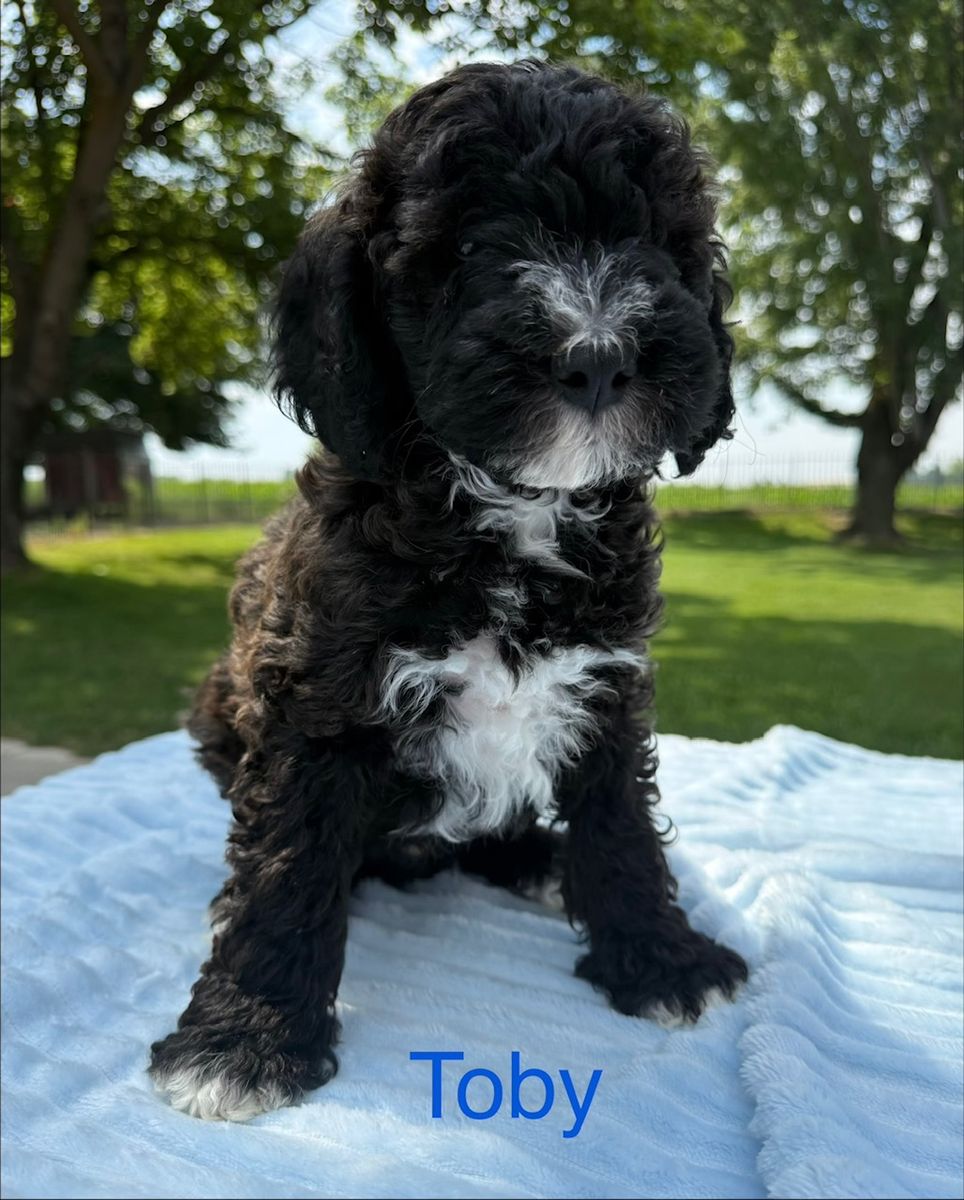 AKC Registered Mini Poodles