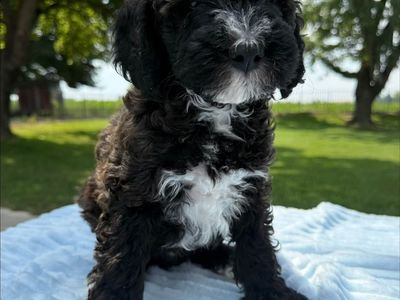 AKC Registered Mini Poodles