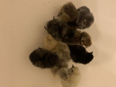 Silky Chicks