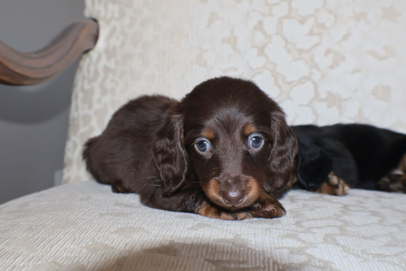 Longhair AKC Registered Dachshund Puppies!
