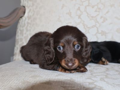 Longhair AKC Registered Dachshund Puppies!
