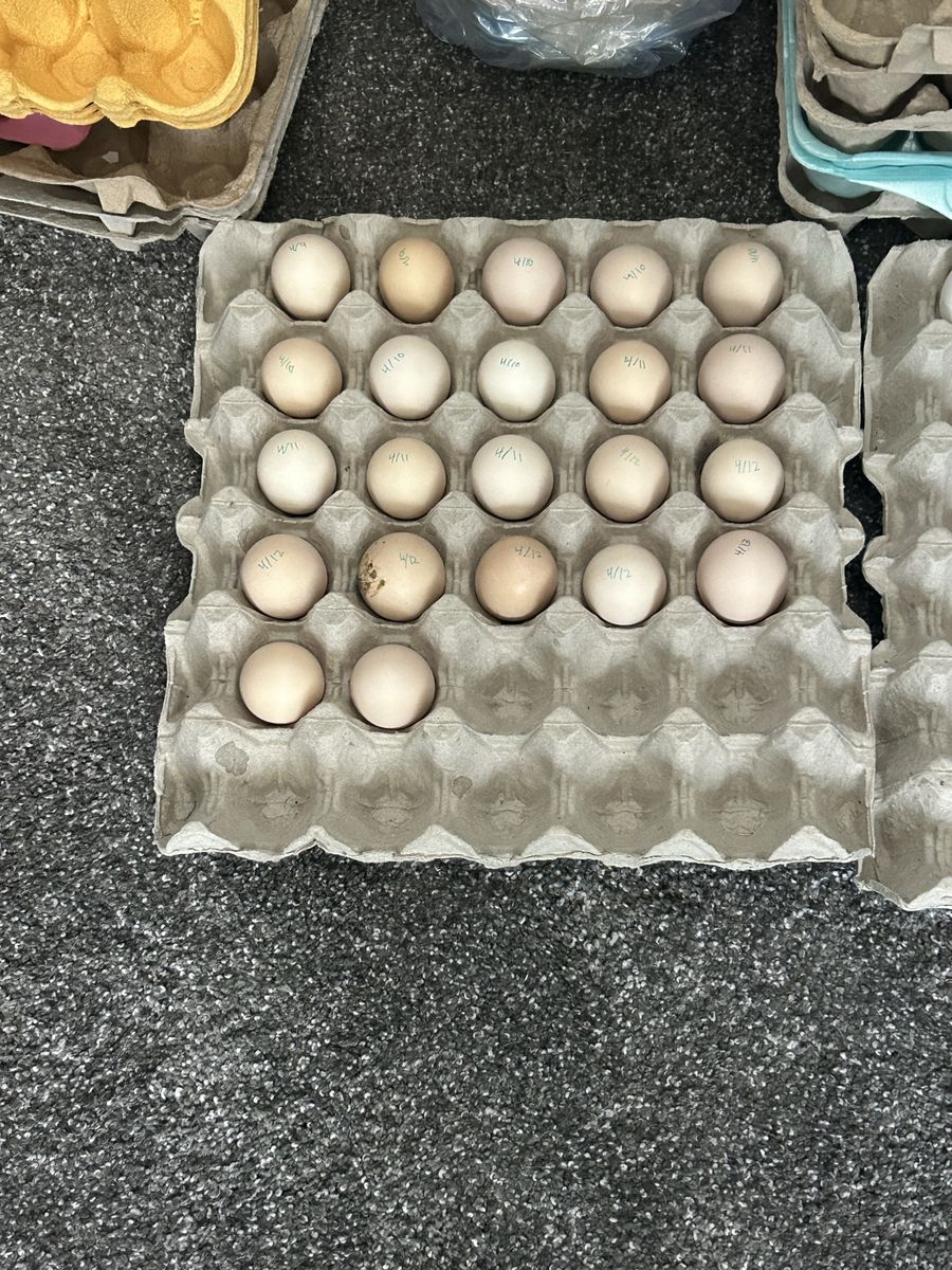 Bantam Cochin Hatching Eggs