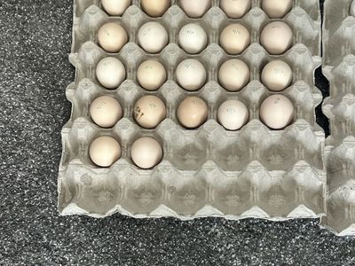 Bantam Cochin Hatching Eggs