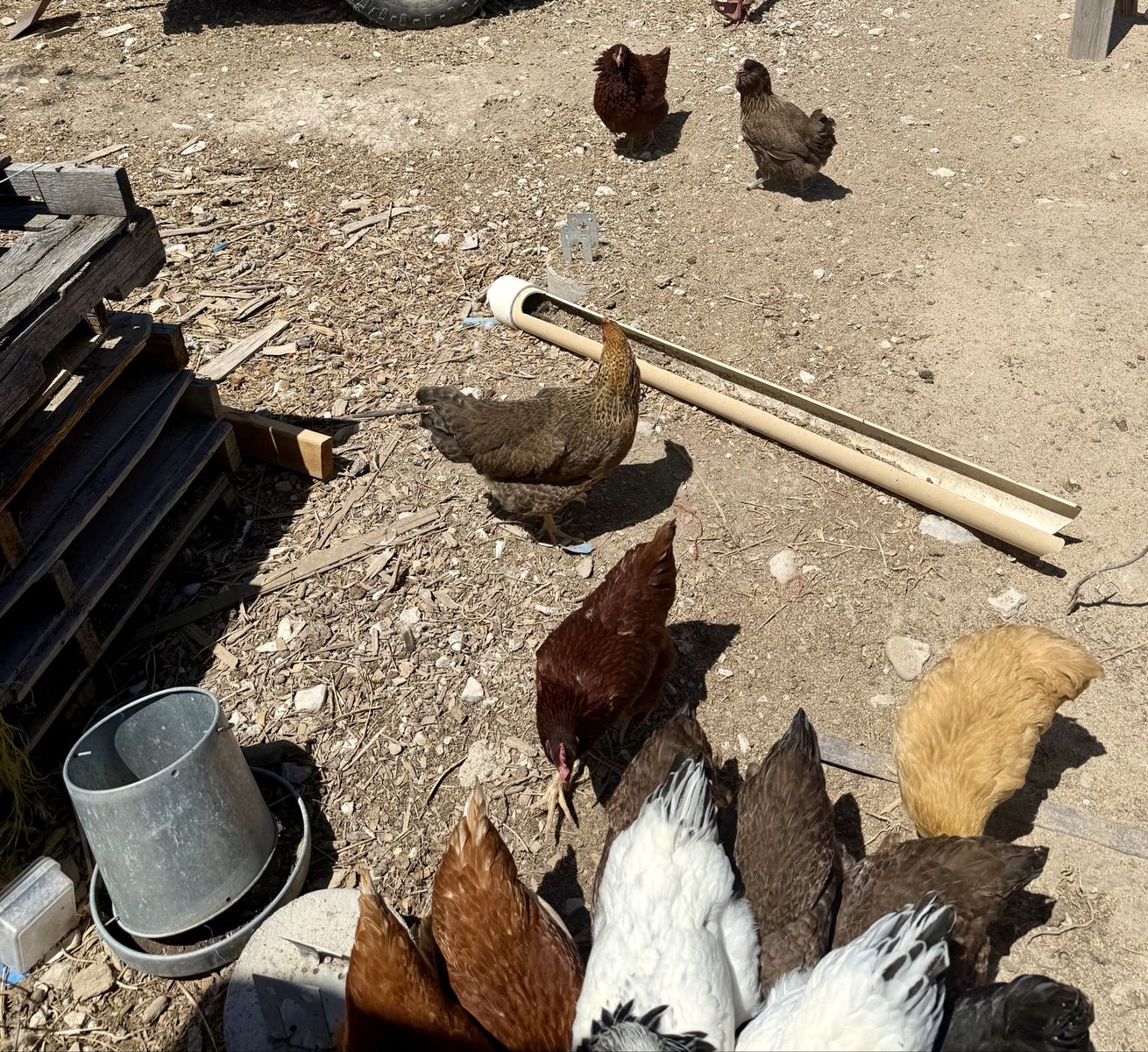Young Laying Hens for Sale - Various Breeds, Healthy & Active
