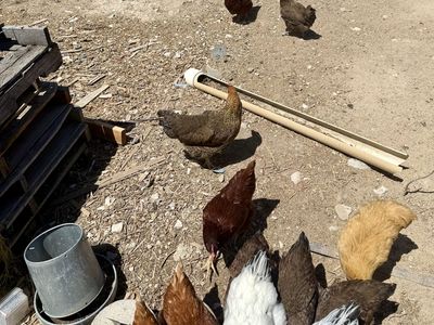 Young Laying Hens for Sale - Various Breeds, Healthy & Active