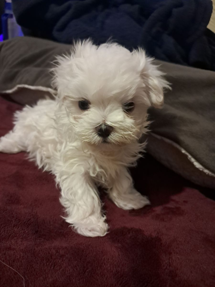 Male maltese puppy