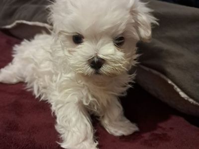 Male maltese puppy