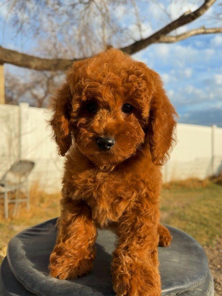 Gorgeous Mini Goldendoodle Girl Puppy