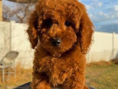 Gorgeous Mini Goldendoodle Girl Puppy