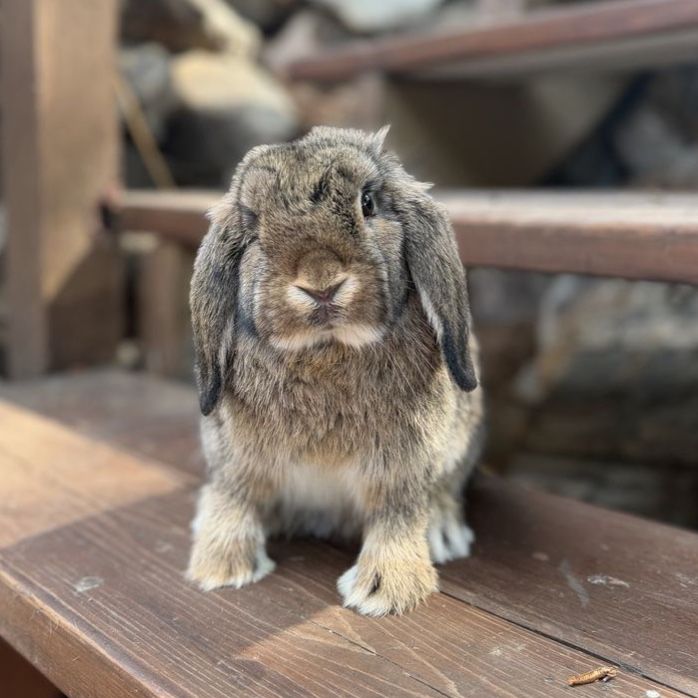 Sweet Holland Lop Bunnies