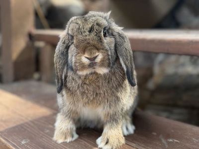 Sweet Holland Lop Bunnies