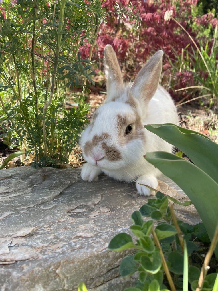 Satin Bunny For Easter