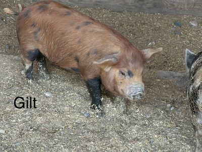 Young Livestock Pigs - Kunekune