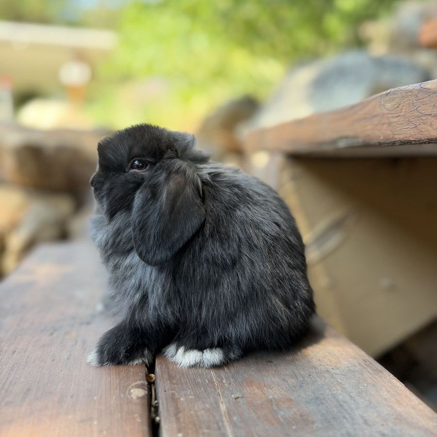 Holland Lop Baby Bunnies