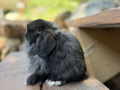Holland Lop Baby Bunnies