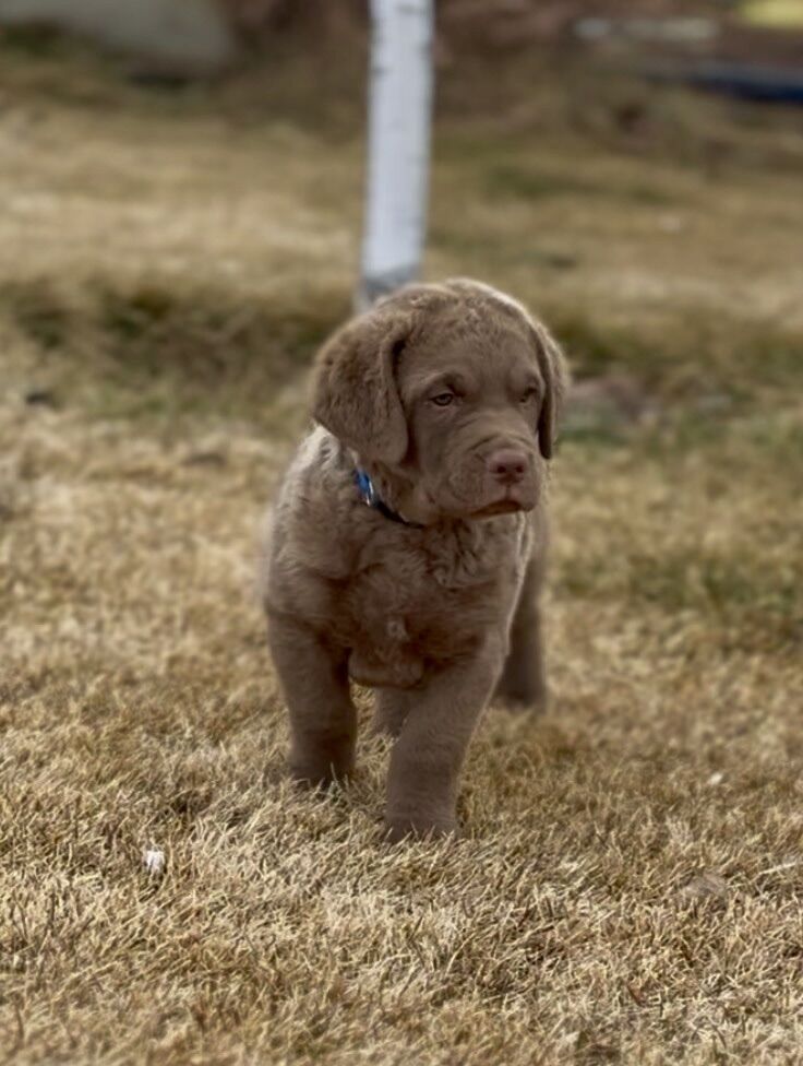 Male Chesapeake Bay Retriever Puppies