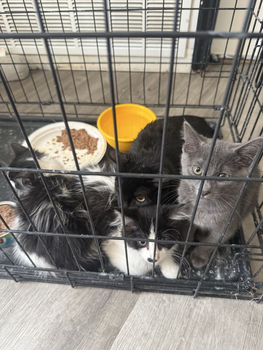 FREE CATS