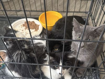 FREE CATS