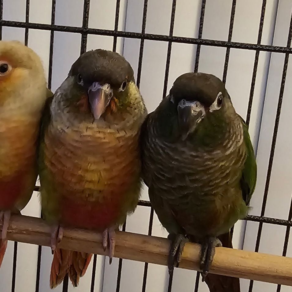 Sweet Handfed Green Cheek Conures  (just Weaned)