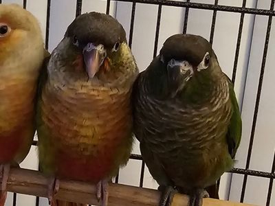 Sweet Handfed Green Cheek Conures (just Weaned)