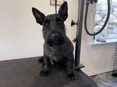 Lost dog