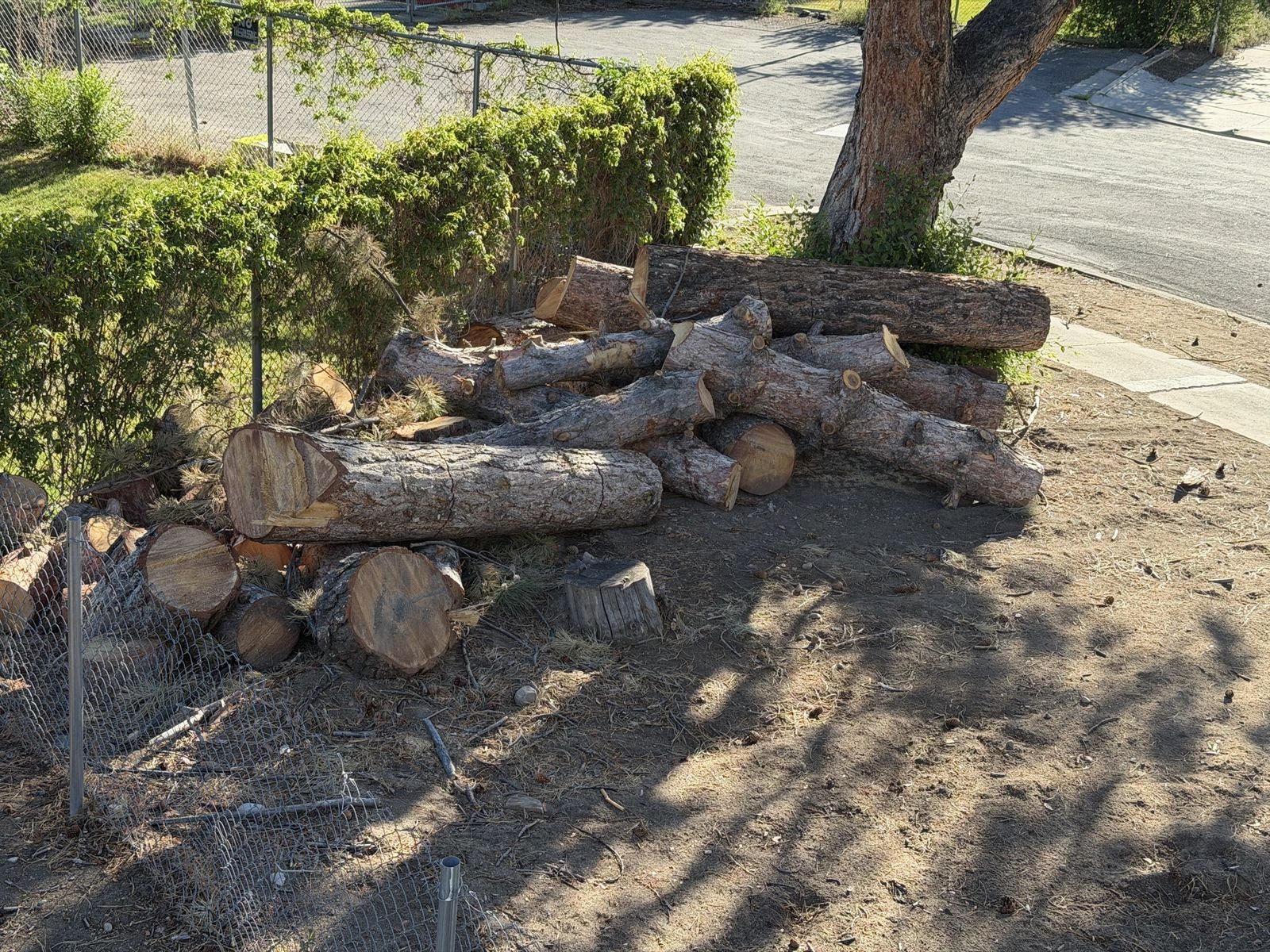 Free firewood