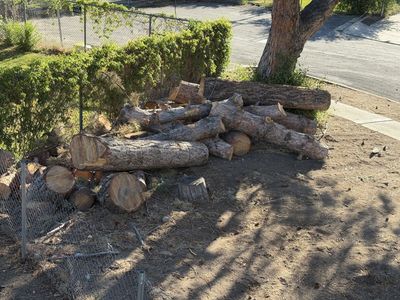 Free firewood