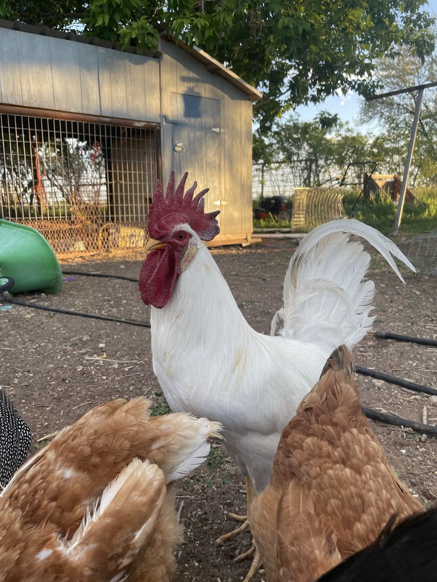 Rooster