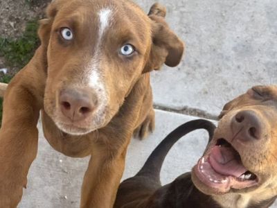 Looking For A Forever Home