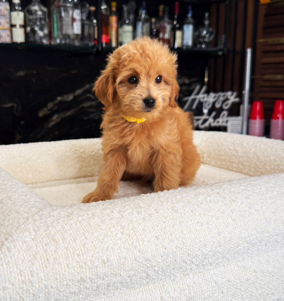 Darling Mini Goldendoodles Puppies