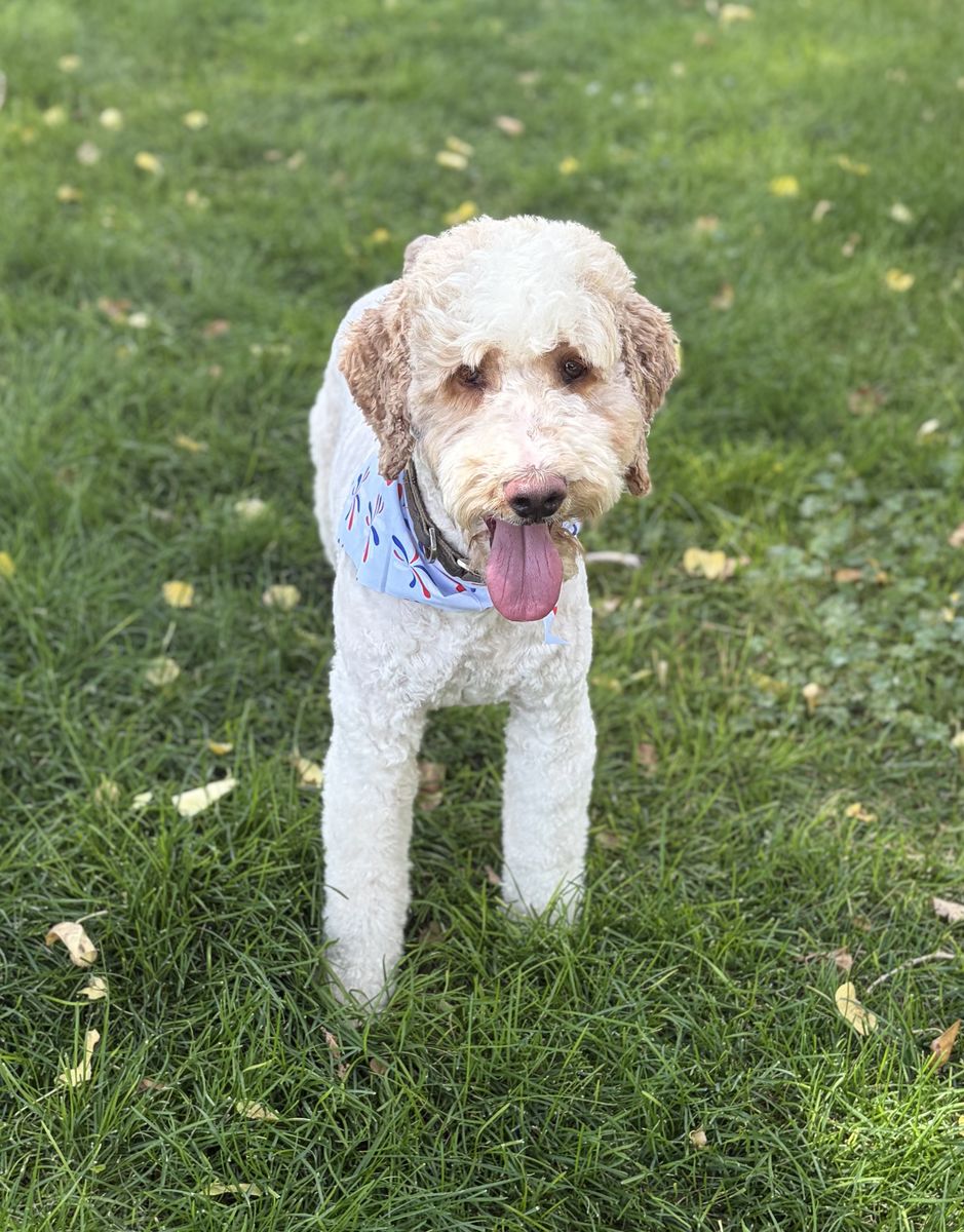 For Sale: AKC Registered Moyen Parti Poodle – Proven Stud