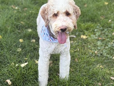 For Sale: AKC Registered Moyen Parti Poodle – Proven Stud
