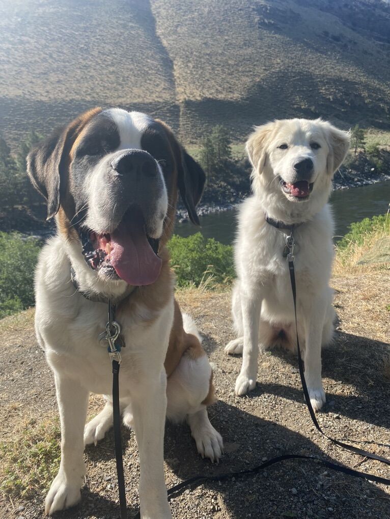 Rehoming Saint Bernard and Great Pyrenees