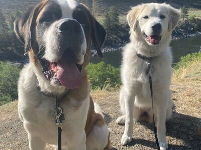 Rehoming Saint Bernard and Great Pyrenees