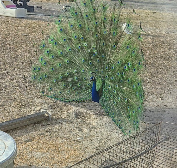 male peacocks
