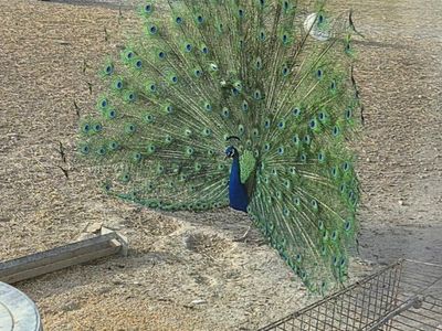male peacocks