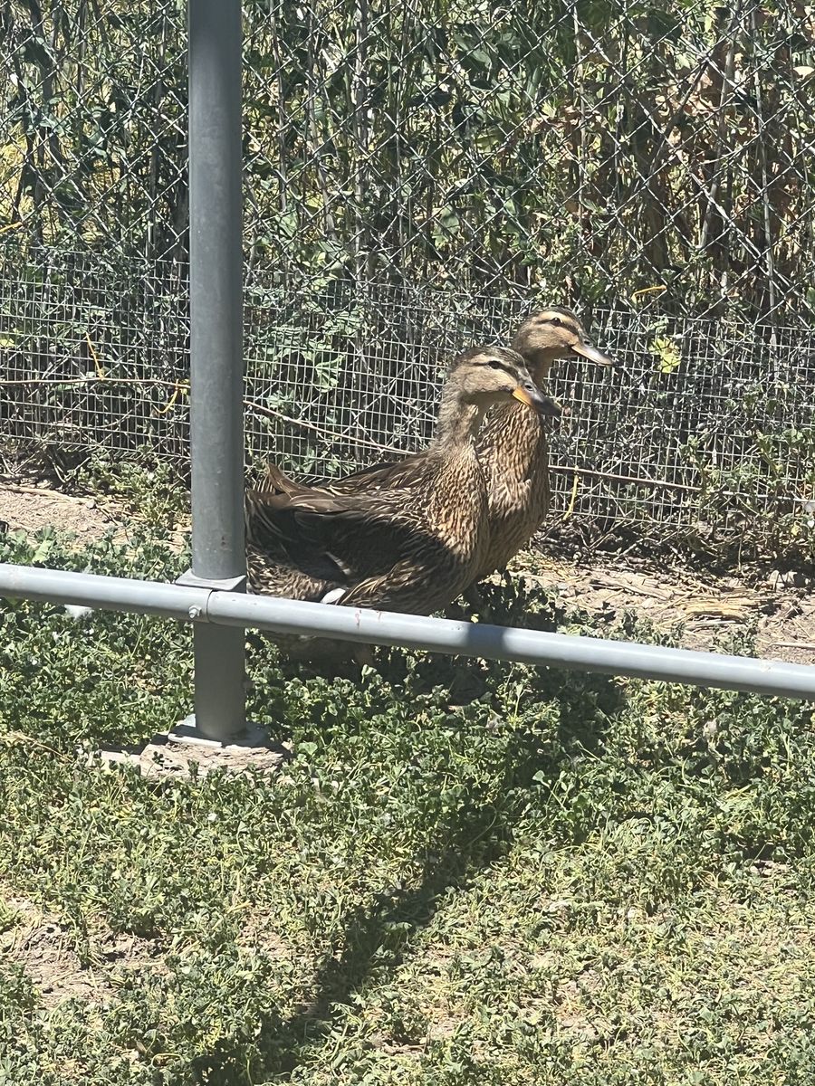 Hen ducks