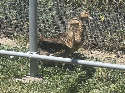 Hen ducks