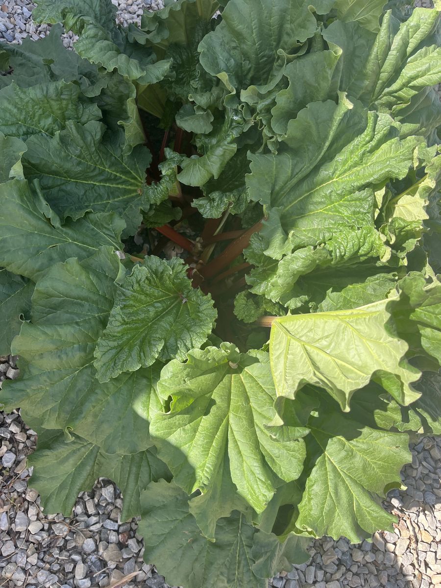 Rhubarb