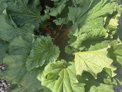 Rhubarb