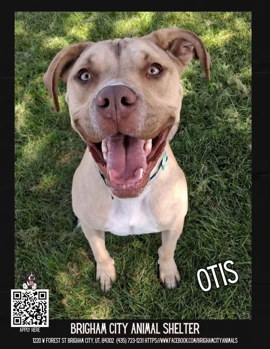 ADOPT OTIS!