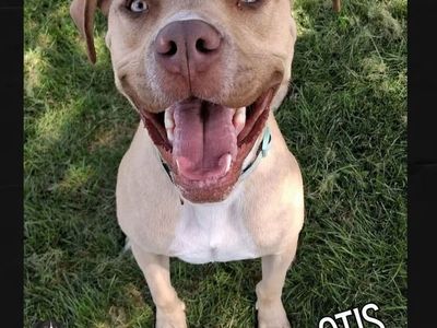 ADOPT OTIS!
