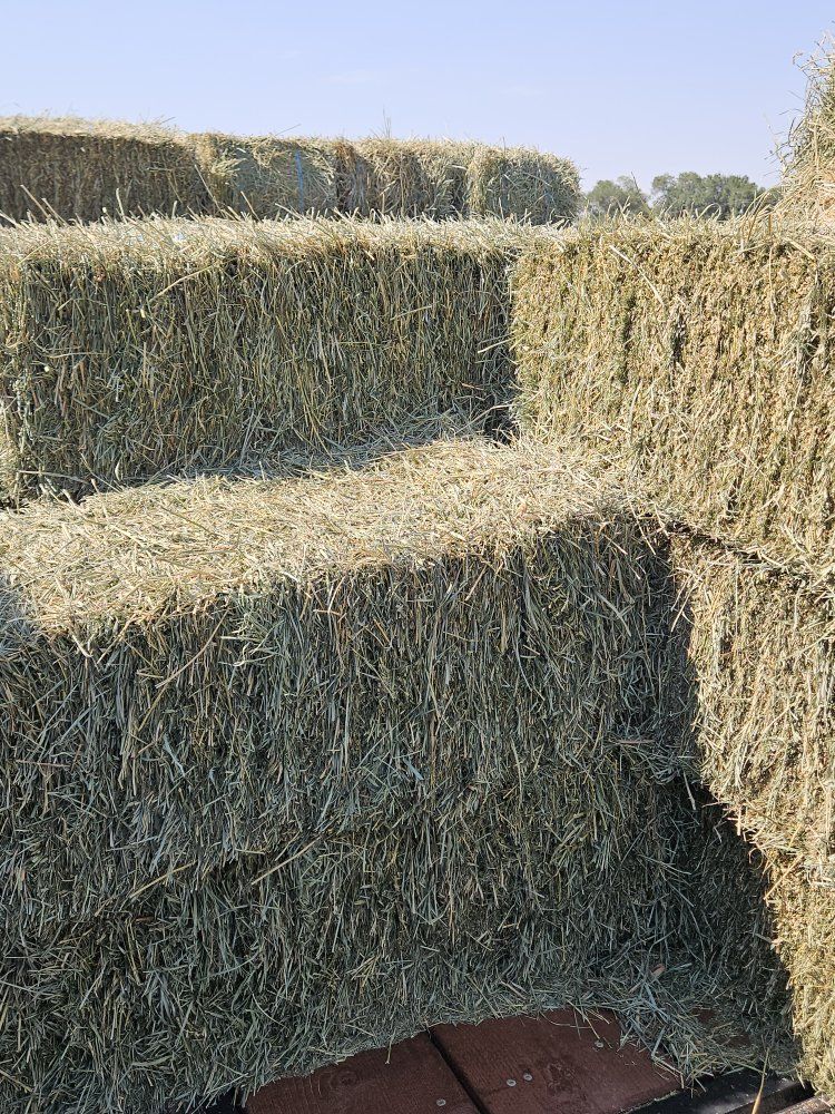 Natural raised horse hay