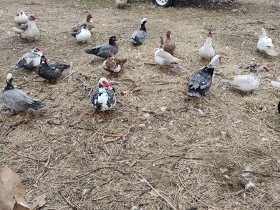 Muscovy ducks for sale