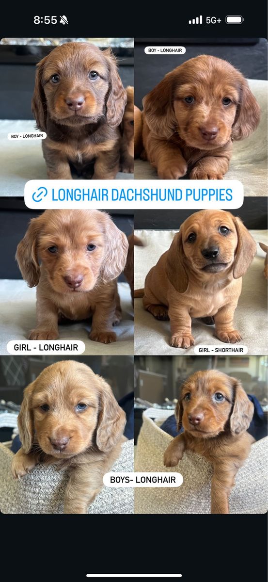 Longhair Dachshund Puppies
