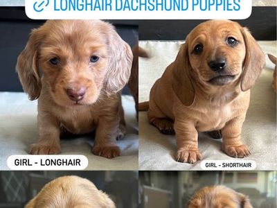 Longhair Dachshund Puppies