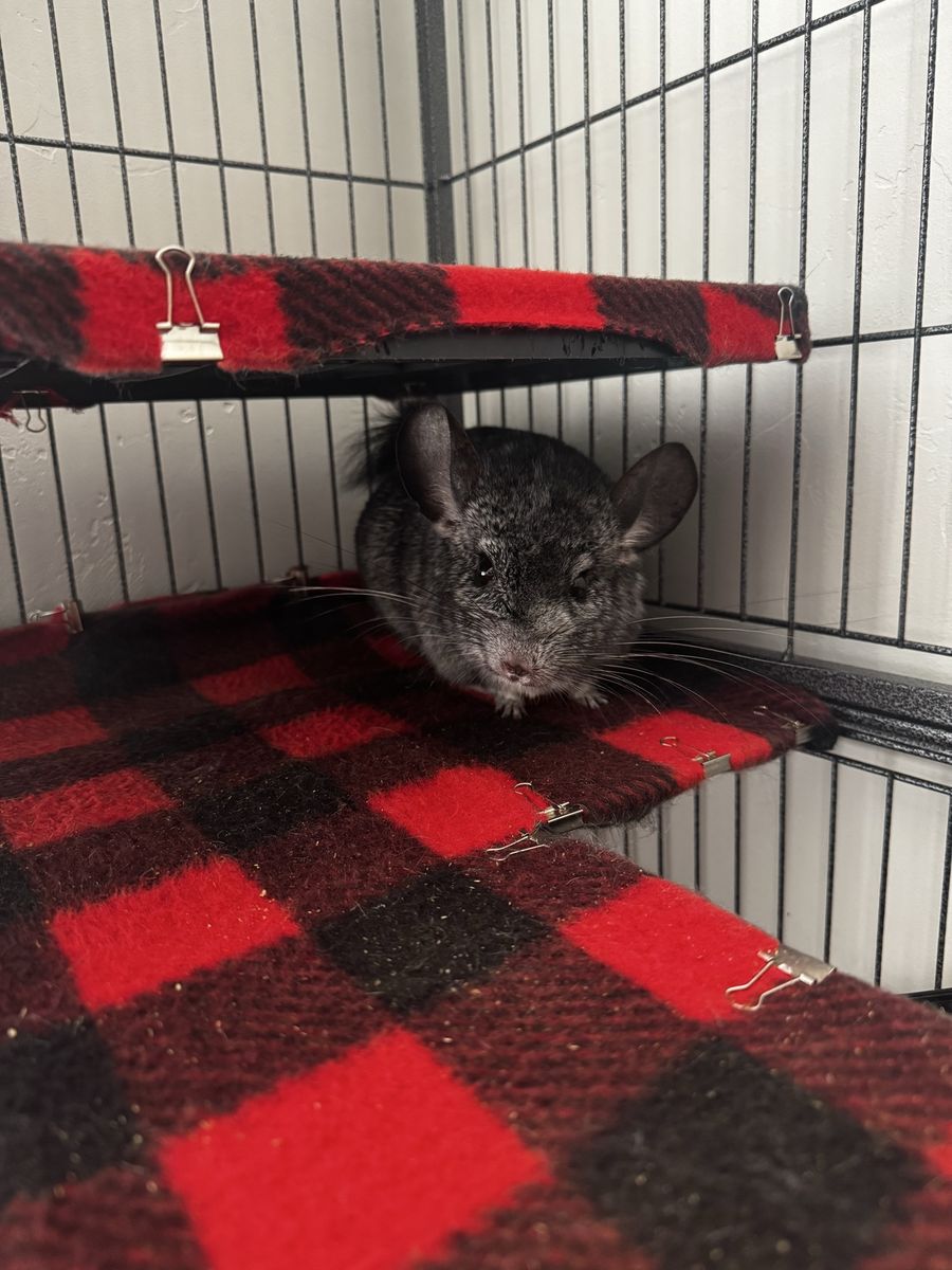 Chinchilla + Cage / Accessories