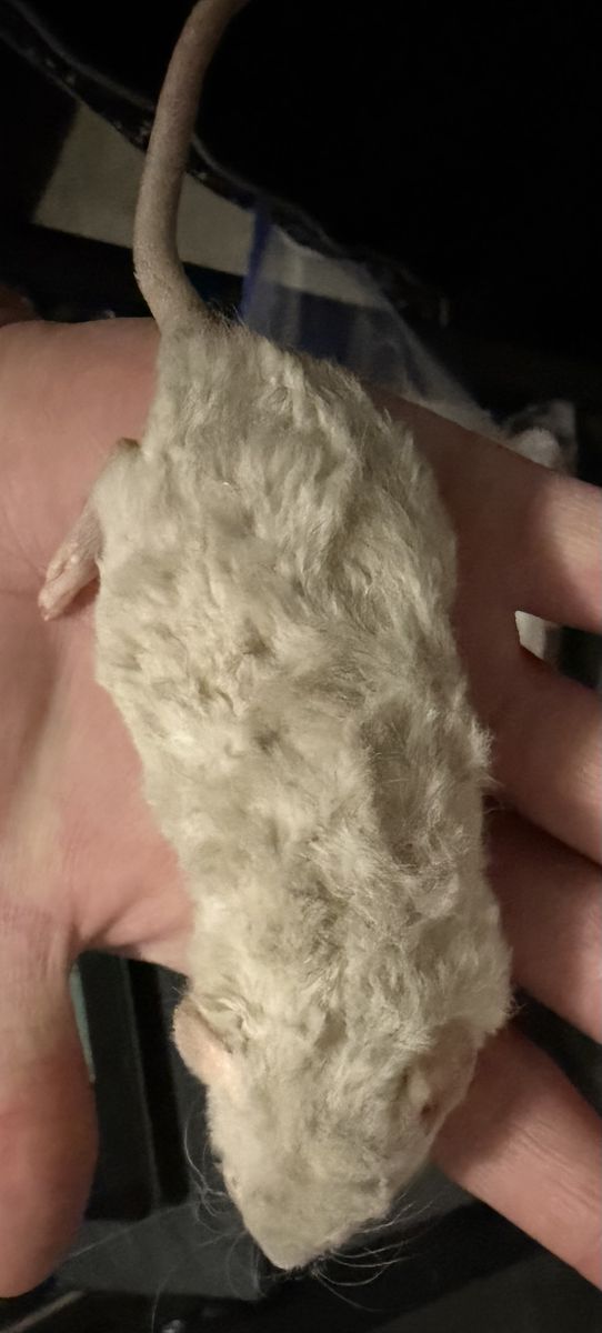 Frozen Small & Medium Feeder Rats