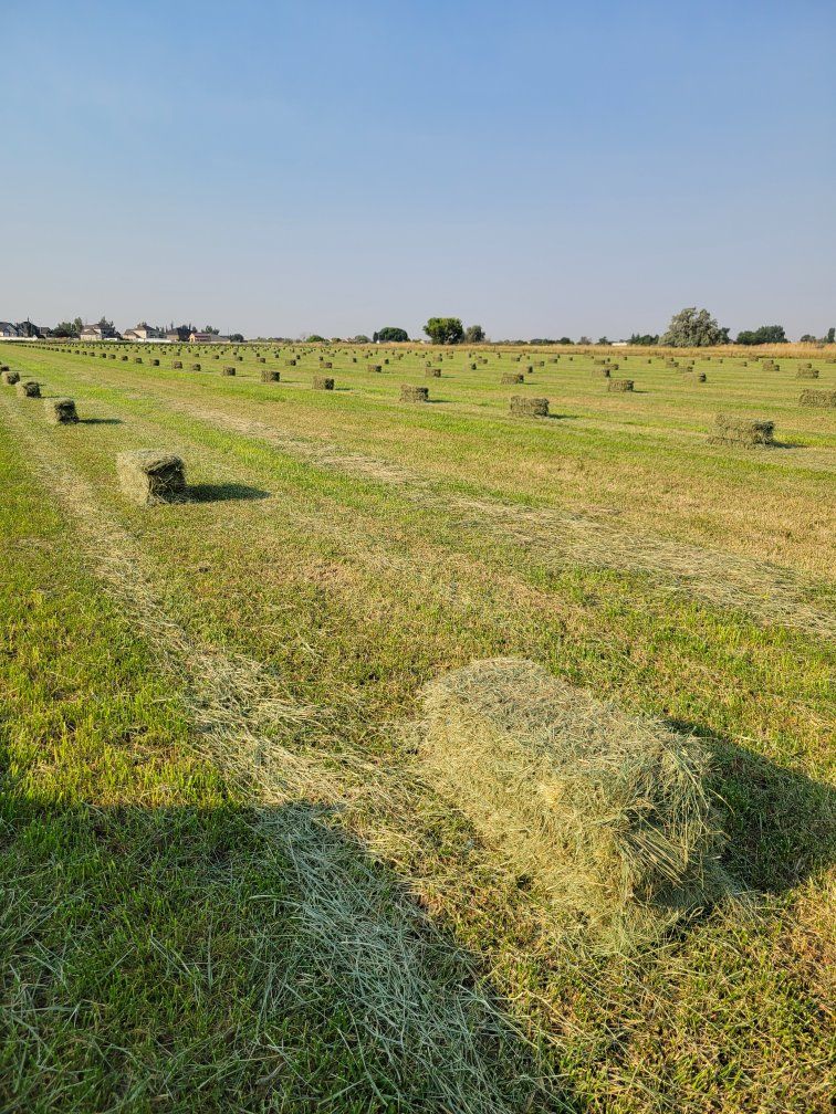 PREMIUM Grass Hay / Delivery services 